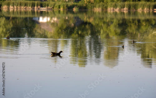 Moorhen chick, wild duck with a red beak Gallinula chloorpus swims on the pond in the wild. Ukraine.