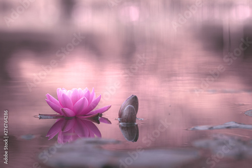 Obraz na plátně waterlily or lotus flower in pond