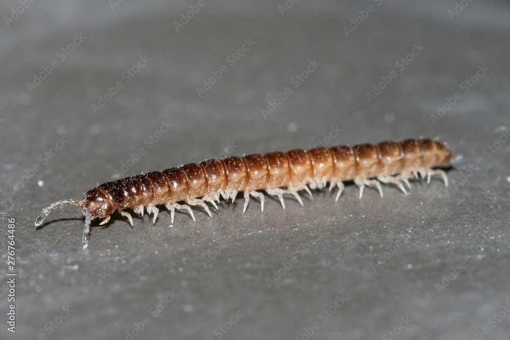 Closeup of a tiny centipede crawling along a concrete floor Closeup of a tiny centipede crawling along a concrete floor