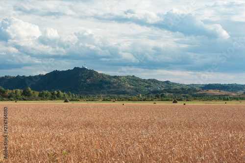 wheat field in mountains on sunset