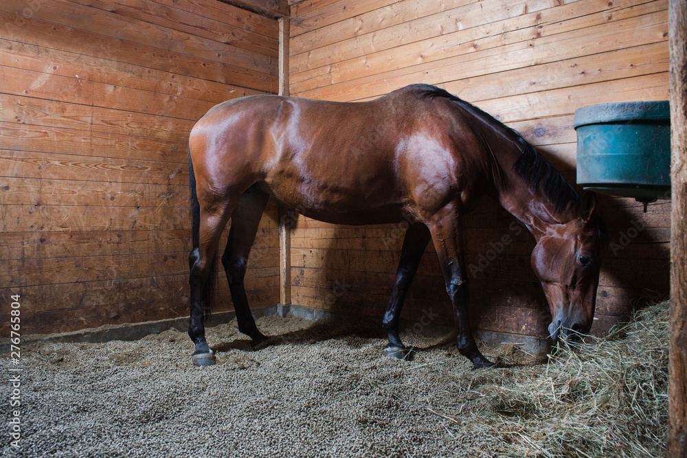 pellets as a lining for horses