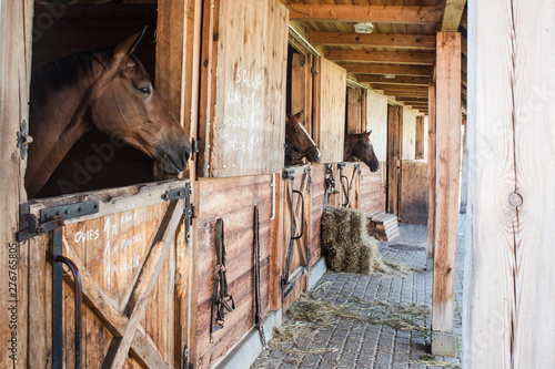 Obraz na płótnie pellets as a lining for horses w salonie