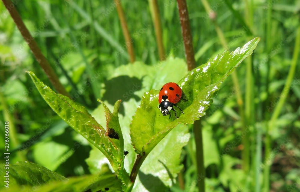 Ladybug on green leaf in the garden, closeup Ladybug on green leaf in the garden, closeup