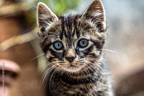young playful tabby cat © Michael
