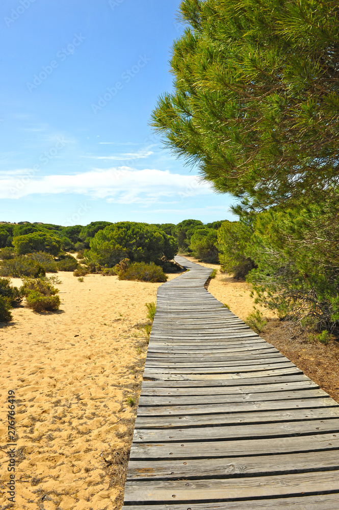 Wooden trail among pines in the Cuesta Maneli Natural Area within the Doñana National Park in the province of Huelva, Andalusia Spain Wooden trail among pines in the Cuesta Maneli Natural Area within the Doñana National Park in the province of Huelva, Andalusia Spain