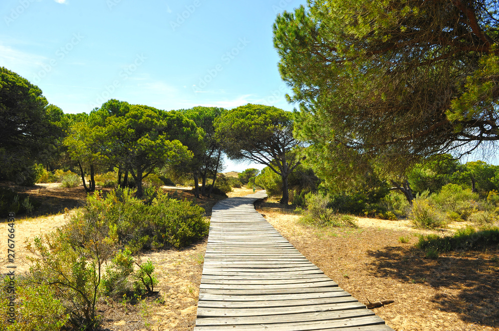 Sendero de madera entre pinos en el Área Natural Cuesta Maneli dentro del Parque Nacional de Doñana en la provincia de Huelva, Andalucía España