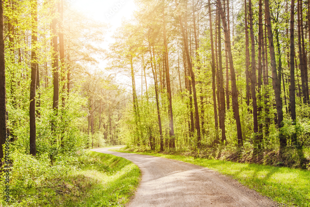 Fototapeta premium road in the forest