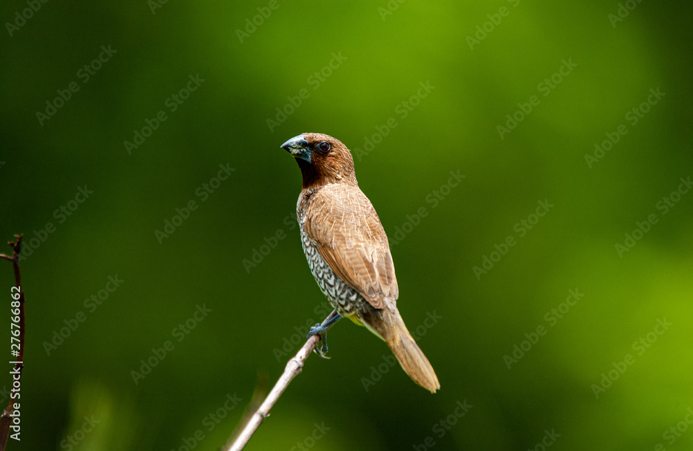 Closeup lonely bird on dry branch with green forest blur background. Closeup lonely bird on dry branch with green forest blur background.
