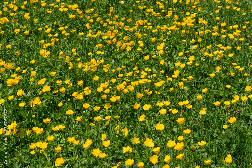 Ranunculus carinthiacus, yellow mountain flower field