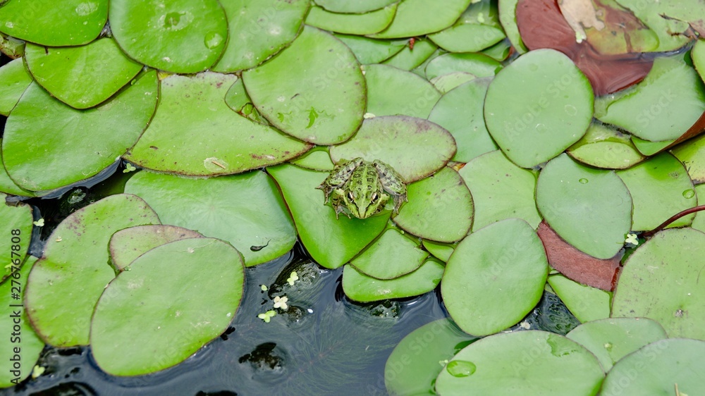Frosch an einem See mit Seerosen, Nahaufnahme Frosch an einem See mit Seerosen, Nahaufnahme