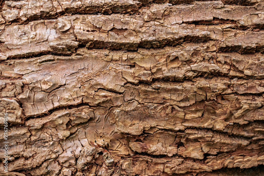 Wooden bark texture. High quality unique texture of tree bark. Close up backdrop. Wooden bark texture. High quality unique texture of tree bark. Close up backdrop.