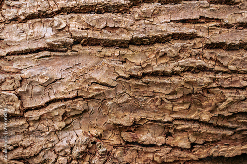 Wooden bark texture. High quality unique texture of tree bark. Close up backdrop.