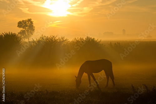 Horse at Sunrise © David Arment
