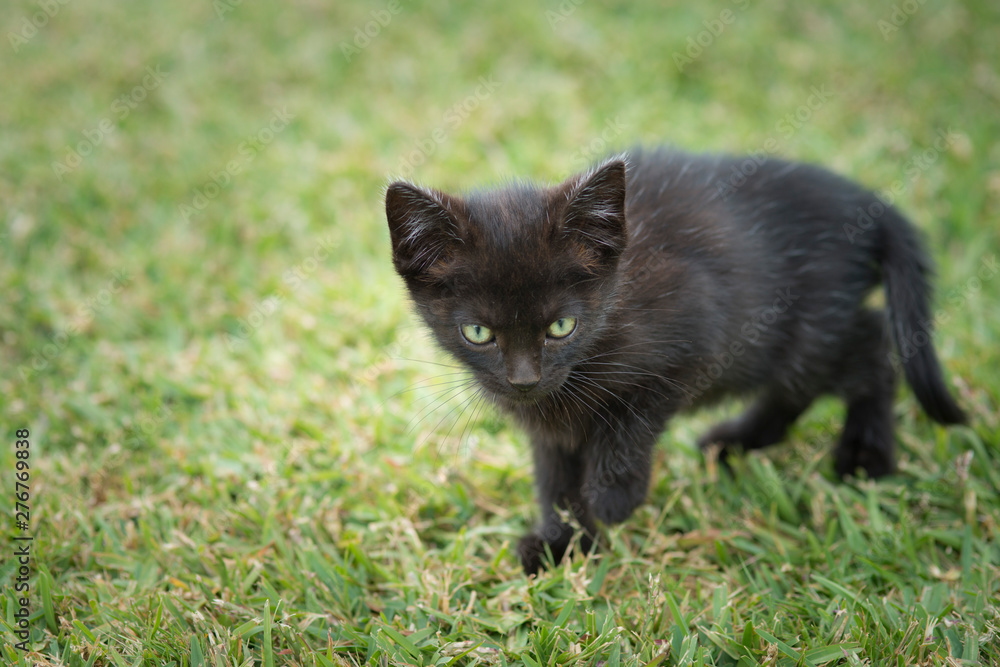 black kitten playing on the lawn