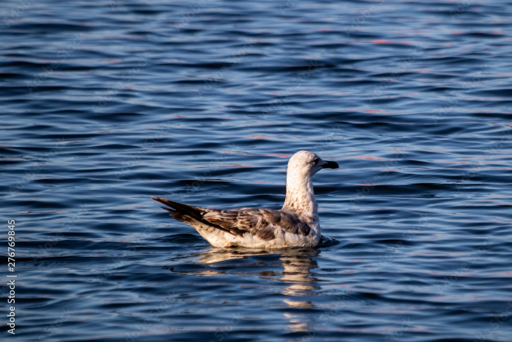 Seagull swimming in the sea at the evening Seagull swimming in the sea at the evening