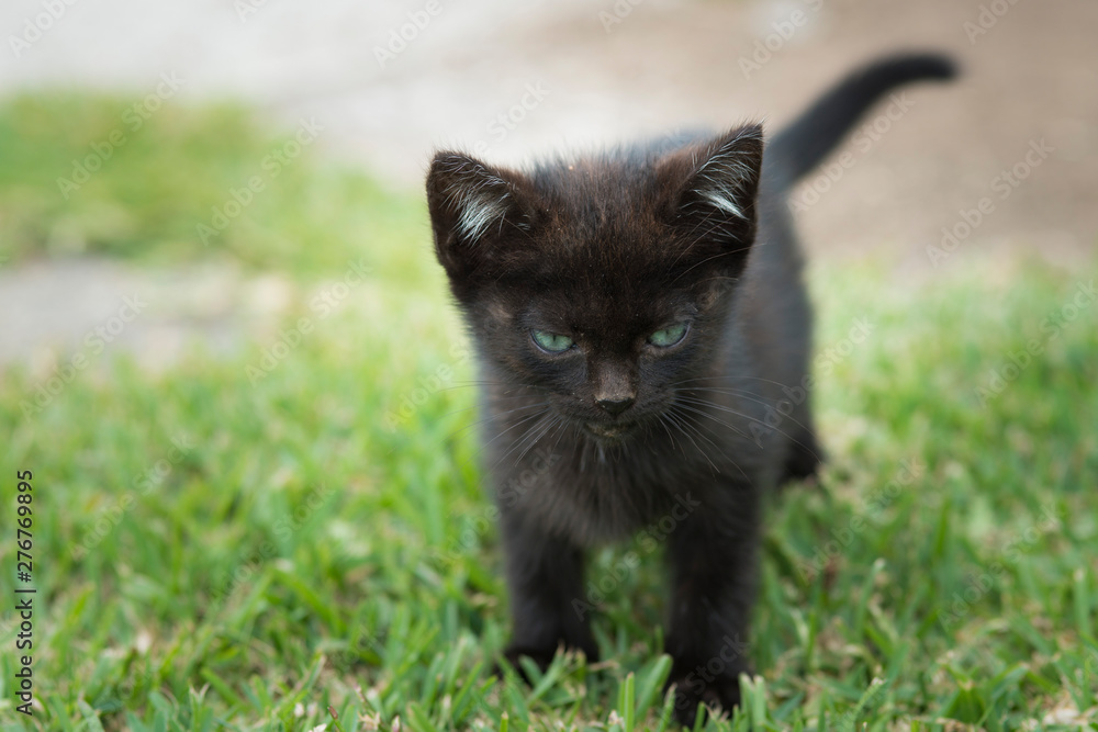 angry kitten face