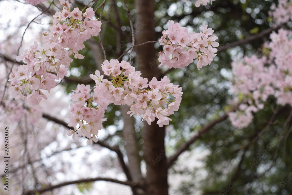 Japanese cherry blossom in full bloom in Washington DC, USA, April 2019. The tree was granted by Japan government to US government in commemoration of the nations's relationship Japanese cherry blossom in full bloom in Washington DC, USA, April 2019. The tree was granted by Japan government to US government in commemoration of the nations's relationship