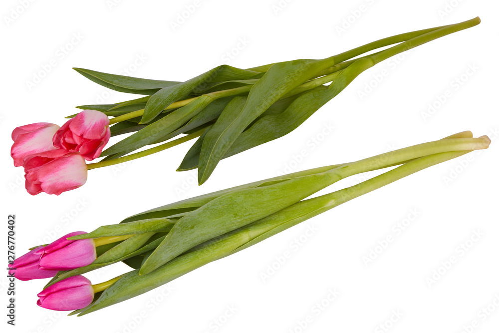 Set of red and pink tulip flowers bouquets isolated on white. Bunches of three tulips isolated 