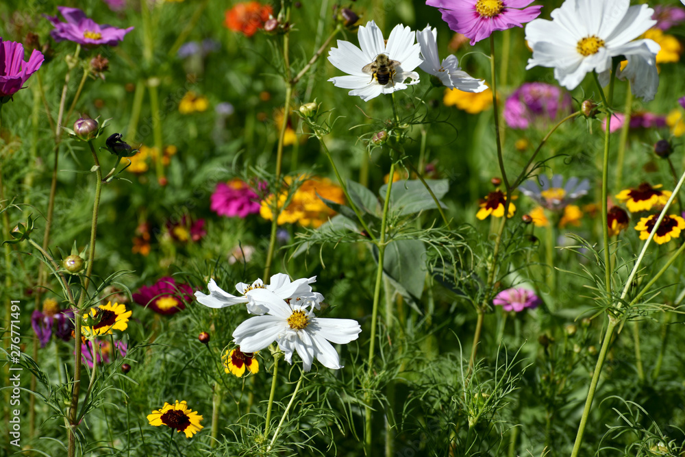Fototapeta premium Bee Gathers Pollen on a White Wildflower
