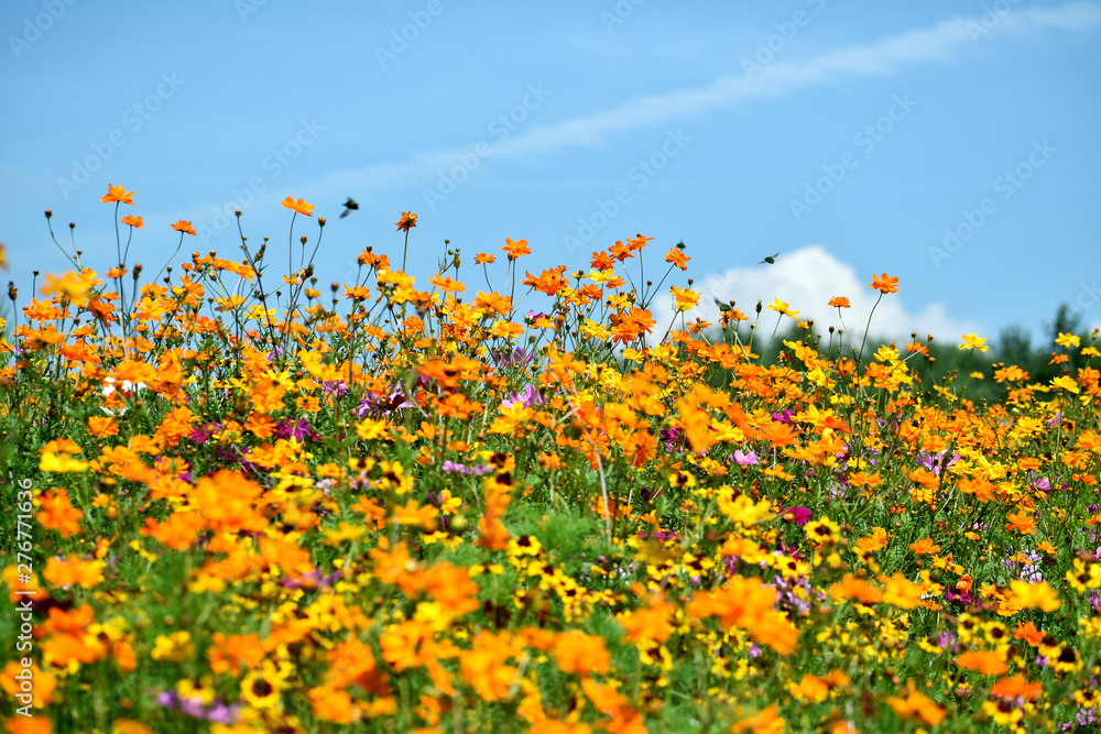 Bees Buzzing Around Wildflowers Under A Sunny Blue Sky