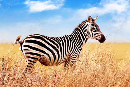 Zebra in the African savannah. against blue sky and clouds. Serengeti National Park. Africa. Tanzania. © delbars