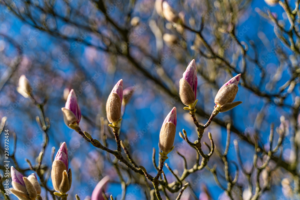 Blooming magnolia tree as the sign of spring time, selective focus Blooming magnolia tree as the sign of spring time, selective focus
