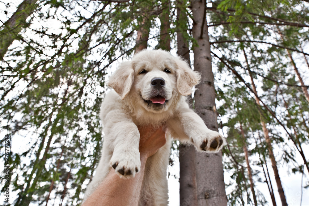 Dog breed labrador retreiver puppy in the hands of the owner in the raised hands against the background of trees