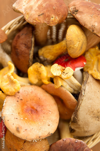 nature, environment and edible mushrooms concept - brown cap and orange-cap boletus on wooden background