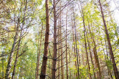 nature  season and environment concept - mixed summer forest