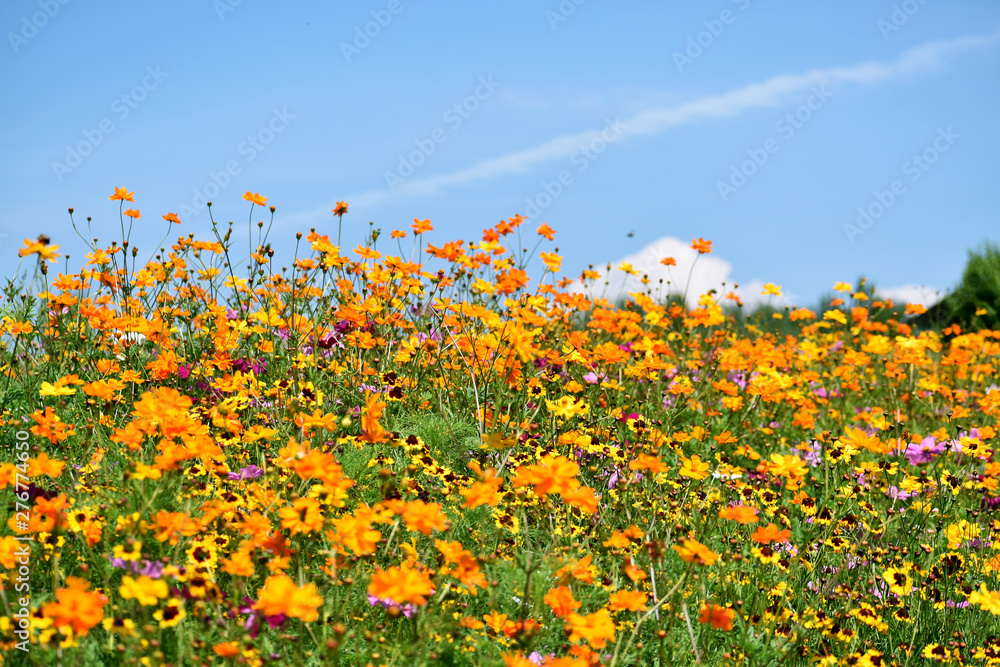 Obraz premium Wildflowers Under A Sunny Blue Sky