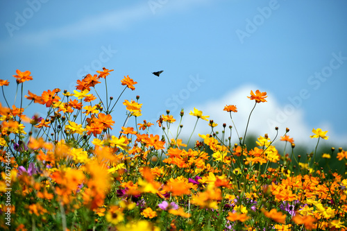 Bee In Flight Above Wildflowers Under A Sunny Blue Sky photo