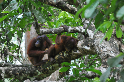 Orphaned Orangutans playing in sanctuary