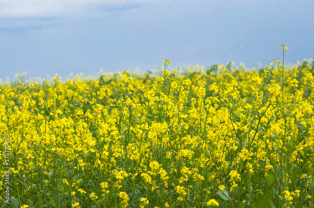 flowers of oil in rapeseed field with blue sky and clouds flowers of oil in rapeseed field with blue sky and clouds
