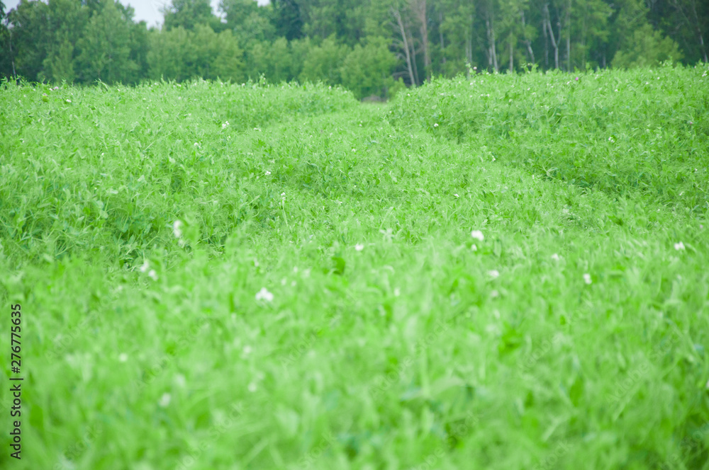 pea summer field agriculture landscape in farm
