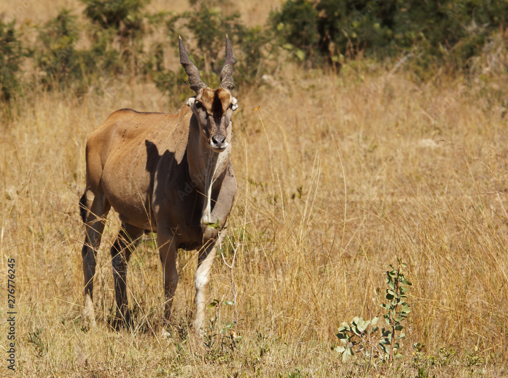 Fototapeta premium eland among orange grasses