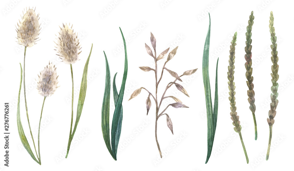 Set of watercolor wild grass, herbs from sunny meadow. Set of watercolor wild grass, herbs from sunny meadow.