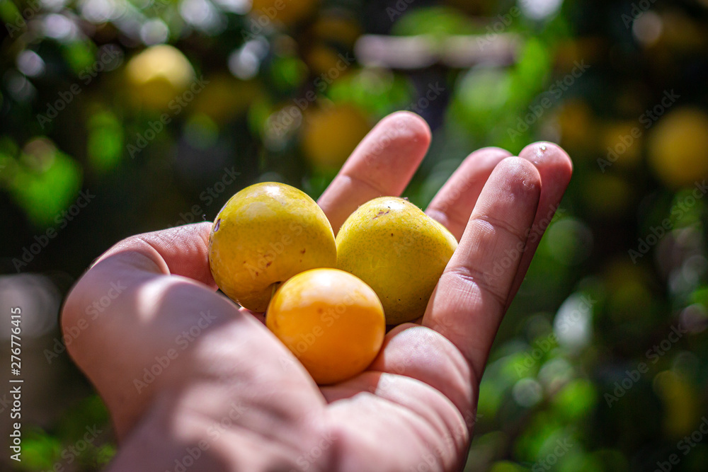 A man picking fruit from the tree, orchard, healthy food A man picking fruit from the tree, orchard, healthy food