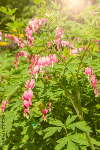 Blooming Bleeding Heart Plant beautiful pink white flowers Dicentra Spectabilis. Pharmaceutical garden in Moscow, exhibition of decorative flowers