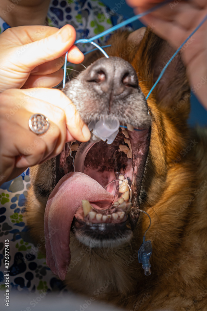 Endotracheal intubation in an anesthetic dog Stock Photo Adobe Stock