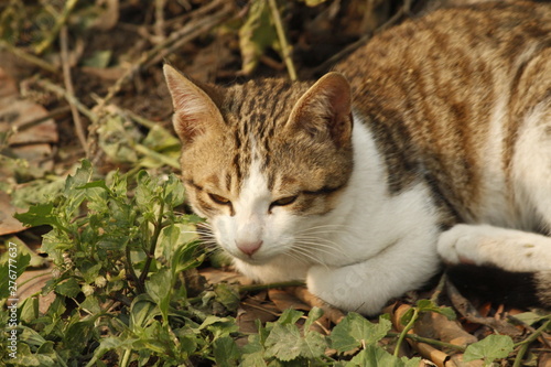 Wallpaper Mural cat on the grass Torontodigital.ca