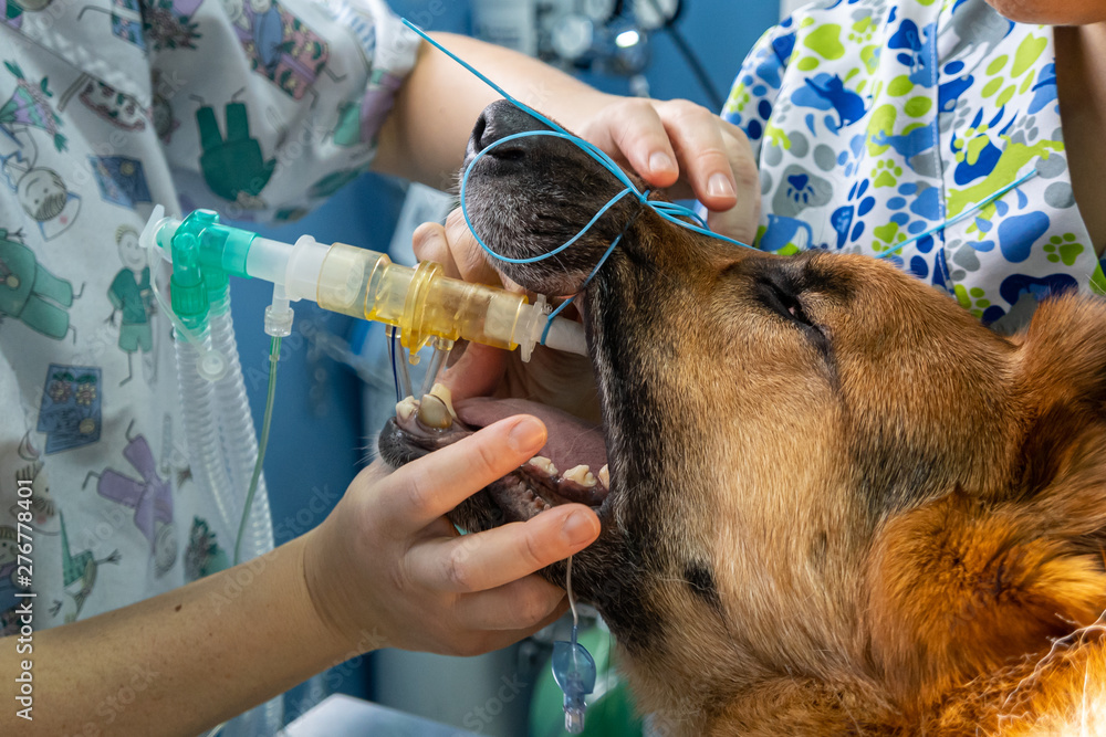 Endotracheal intubation in an anesthetic dog Stock Photo Adobe Stock