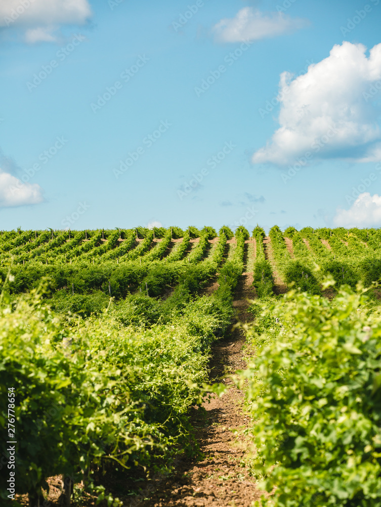 vineyard in provence france