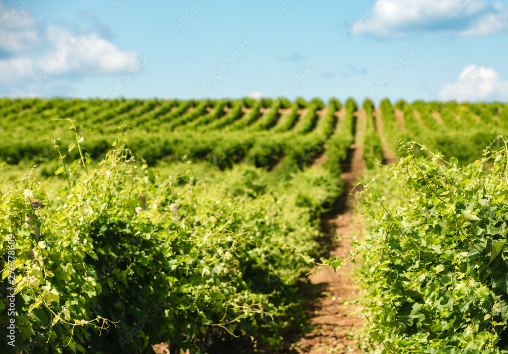 Vineyards against the blue sky