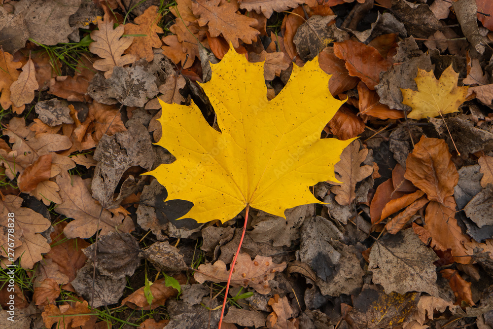 yellow maple leaf on the forest floor yellow maple leaf on the forest floor