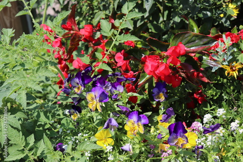 Flowers from South Haven Michigan