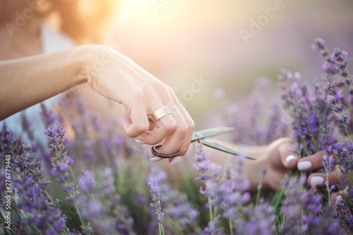 Collecting lavender at sunset