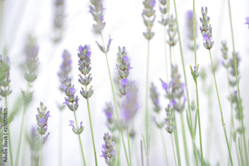 Fototapeta premium Lavender flowers isolated on white background
