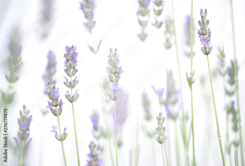 Fototapeta premium Lavender flowers isolated on white background