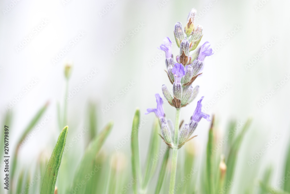Fototapeta premium Lavender flowers isolated on white background