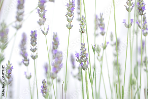 Lavender flowers isolated on white background